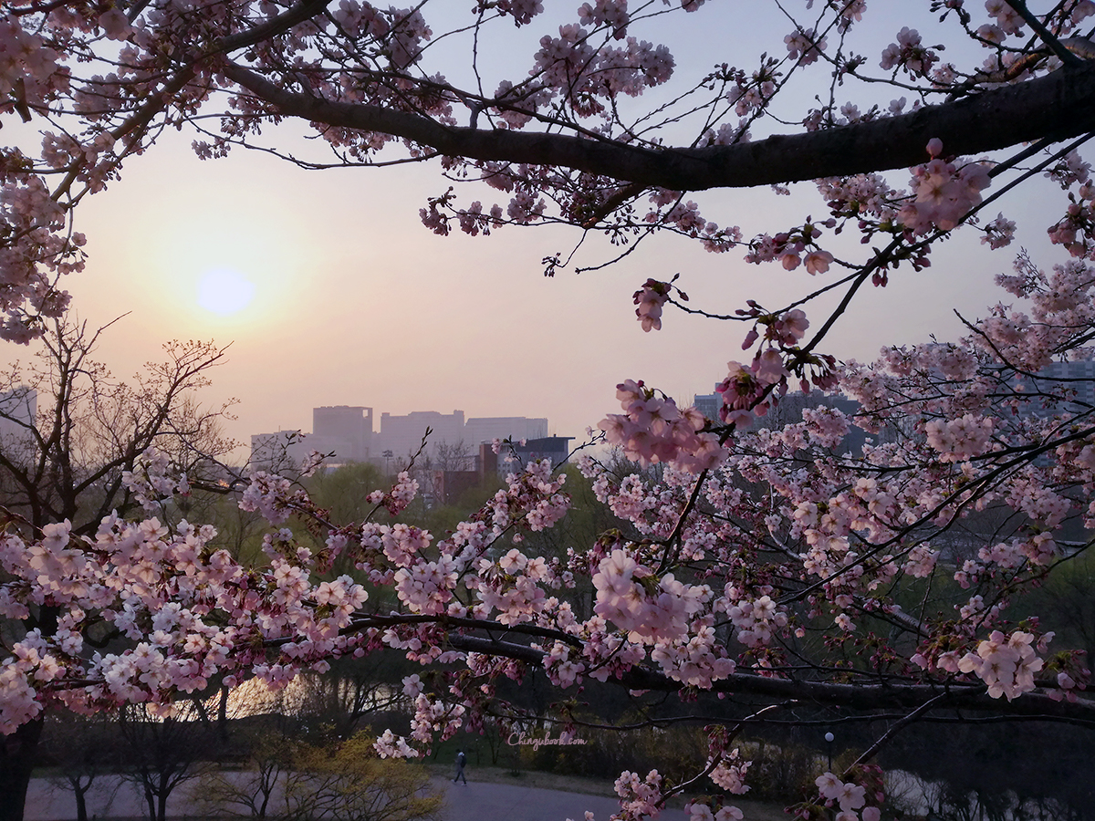 Séoul au printemps - Voyage Corée du Sud
