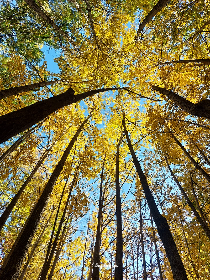 Séoul forest automne